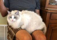 Ragdoll kittens available CA