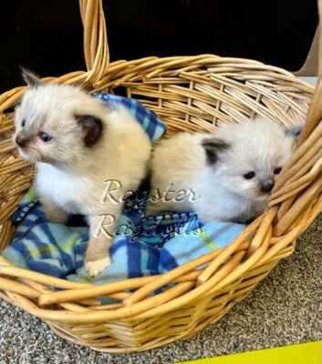 Ragdoll kittens available CA